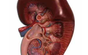<p><span>&nbsp;Identify the structure into which the major calices drain.</span></p>