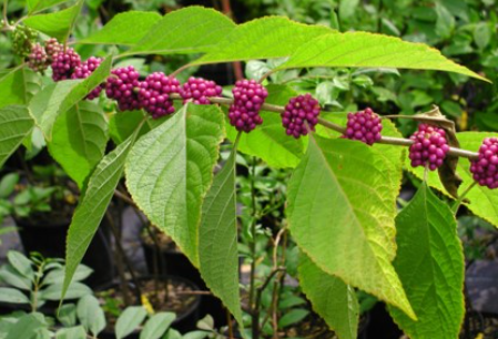 <p>This is a low protein plant that only provides fruits for multiple bird and mammal species and high to moderate preference forage of white-tailed deer</p><p>True or False</p>