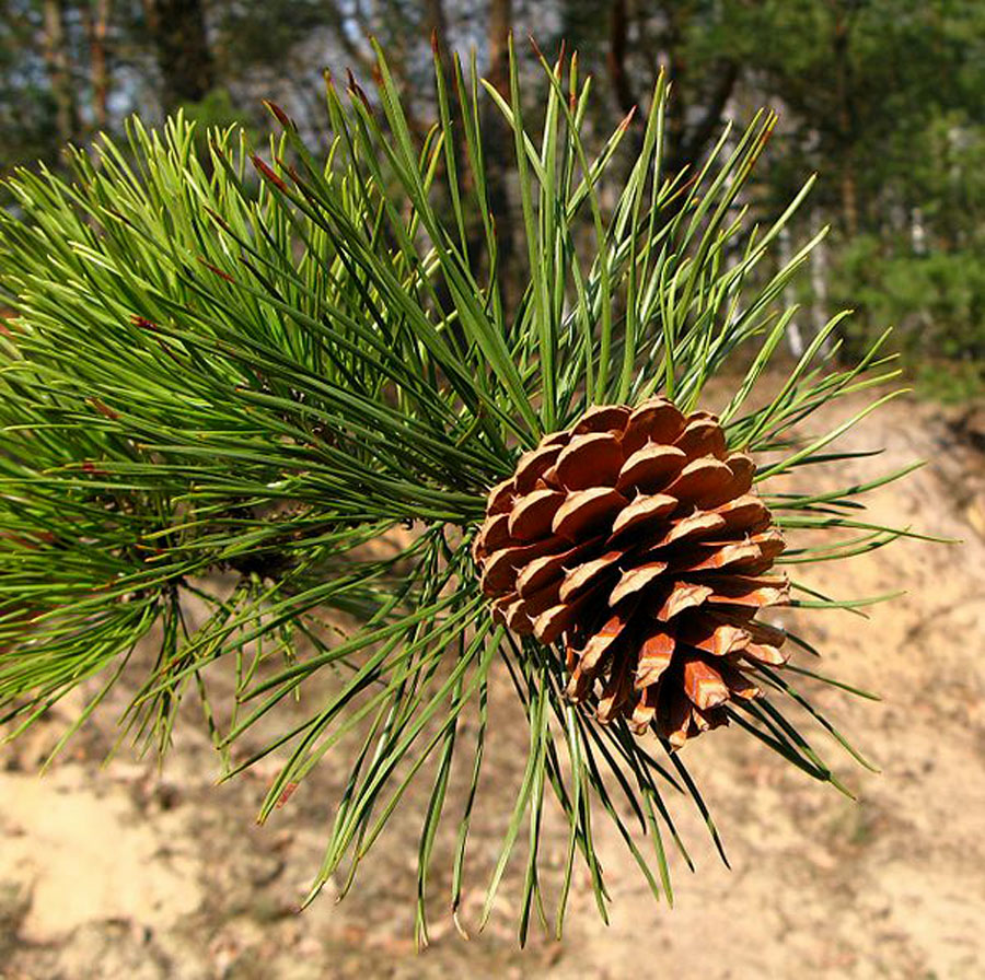 <p>bundles of 3 per fascicle, “gnarly tree”, twisted needles, serotinous cone with rigid prickle on umbo, hard pine (yellow)</p>