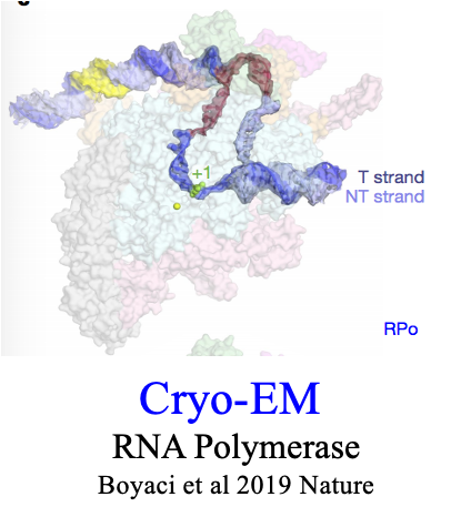 <p><span style="font-family: &quot;Times New Roman&quot;;">can see molecules and large protein complexes like RNA polymerase</span></p>