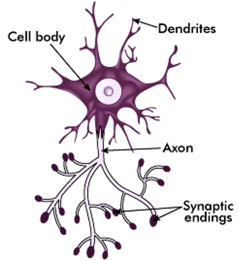 Connector Neurone diagram