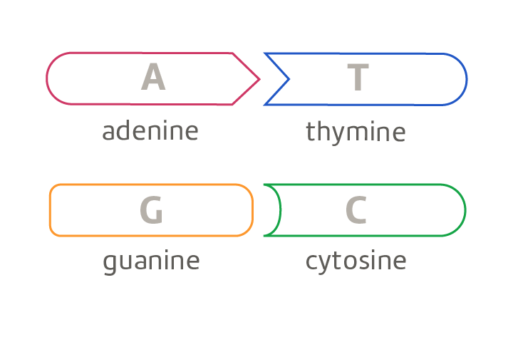 <p>Complementary base pairs join to make a double strand of DNA, joined by hydrogen bonds, which are weaker than covalent bonds.</p>