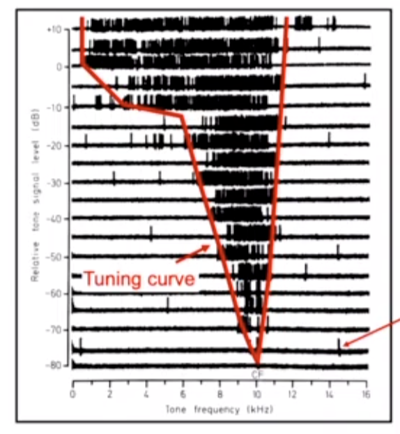 <ul><li><p>the threshold is lower (you are more sensitive to it)</p></li></ul>