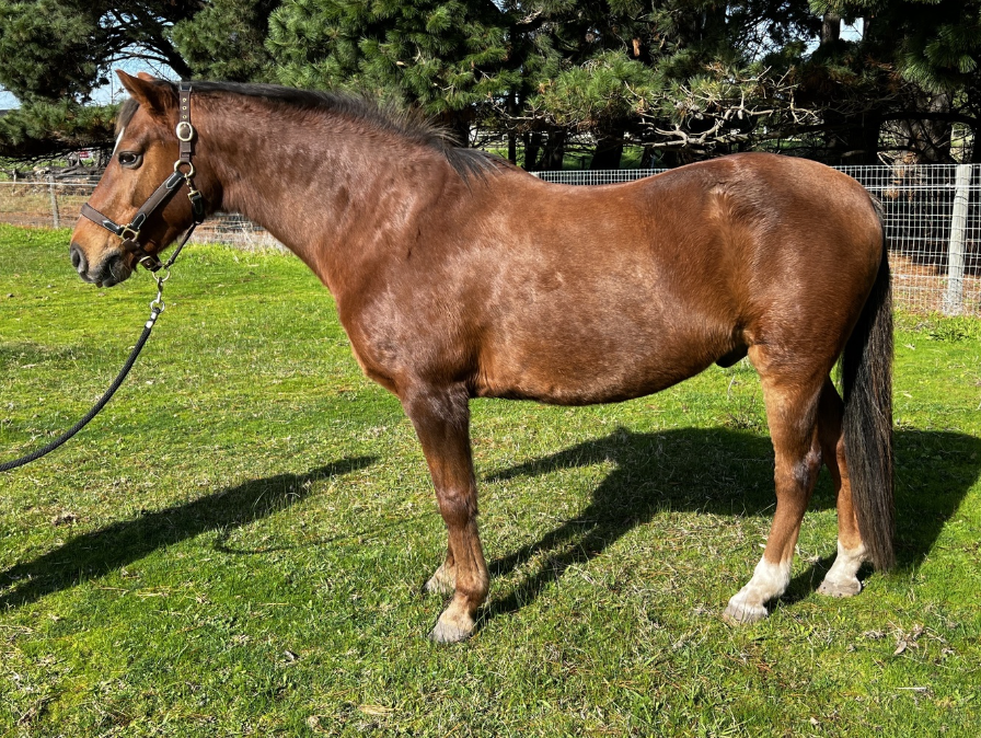 <p>Horse colour?</p>