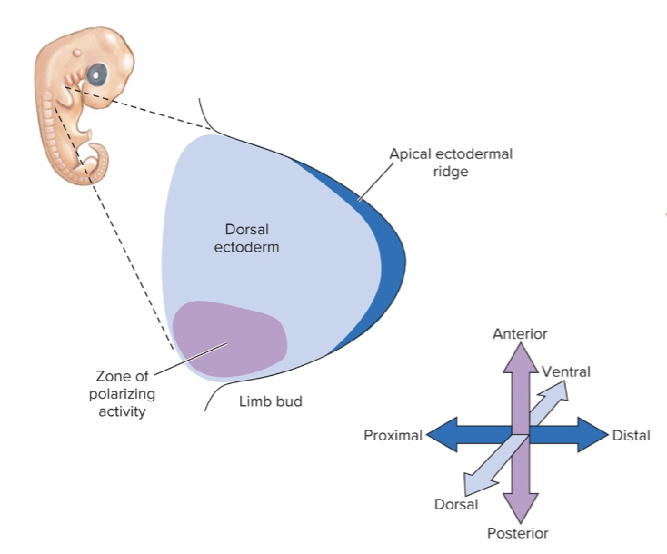 <p>regulate gene expression</p>