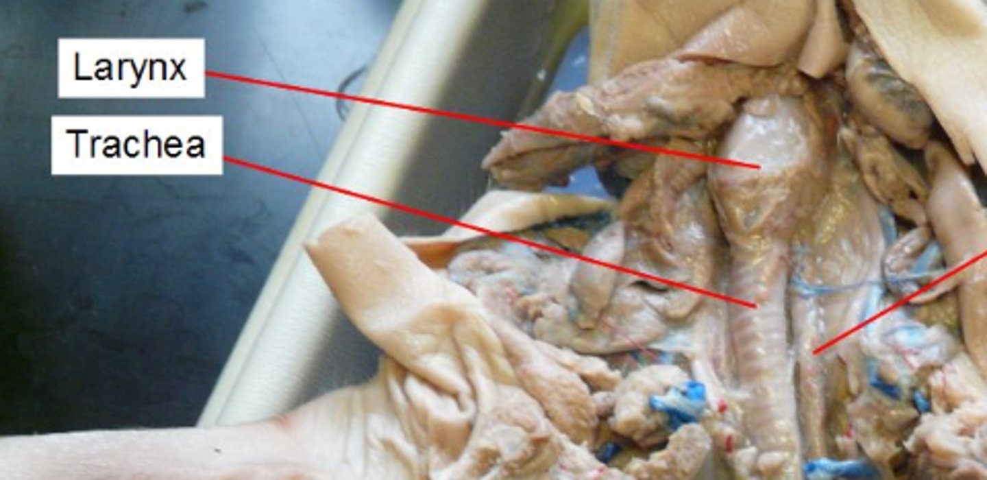 <p>a tube through which the air passes to get to the lungs, windpipe</p>