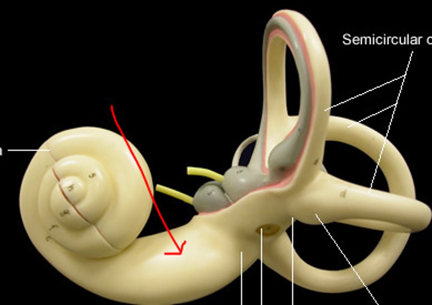 <p>A complex system of interconnecting cavities in the inner ear that houses the cochlea, vestibule, and semicircular canals.</p>