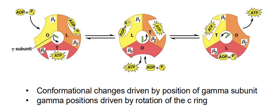 <ul><li><p>L (loose), binds ADP and P<sub>i</sub> loosely</p></li><li><p>T (tight), binds ADP and P<sub>i</sub>&nbsp;tightly and catalyzes the formation of ATP</p></li><li><p>O (open), little affinity for either substrates or product</p></li></ul><p></p>