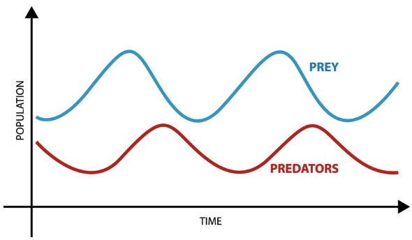 <p><span>repeating rises and drops in the size of a population over time. Can be caused by interactions between populations of at least two different species, such as predation, parasite infection, and fluctuation in food.</span></p>