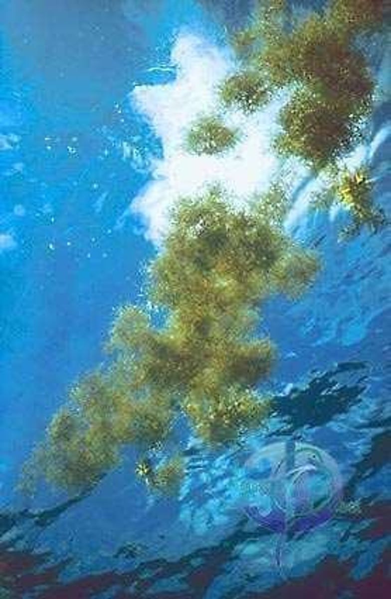 <p>They help raise kelp in the water column.</p>