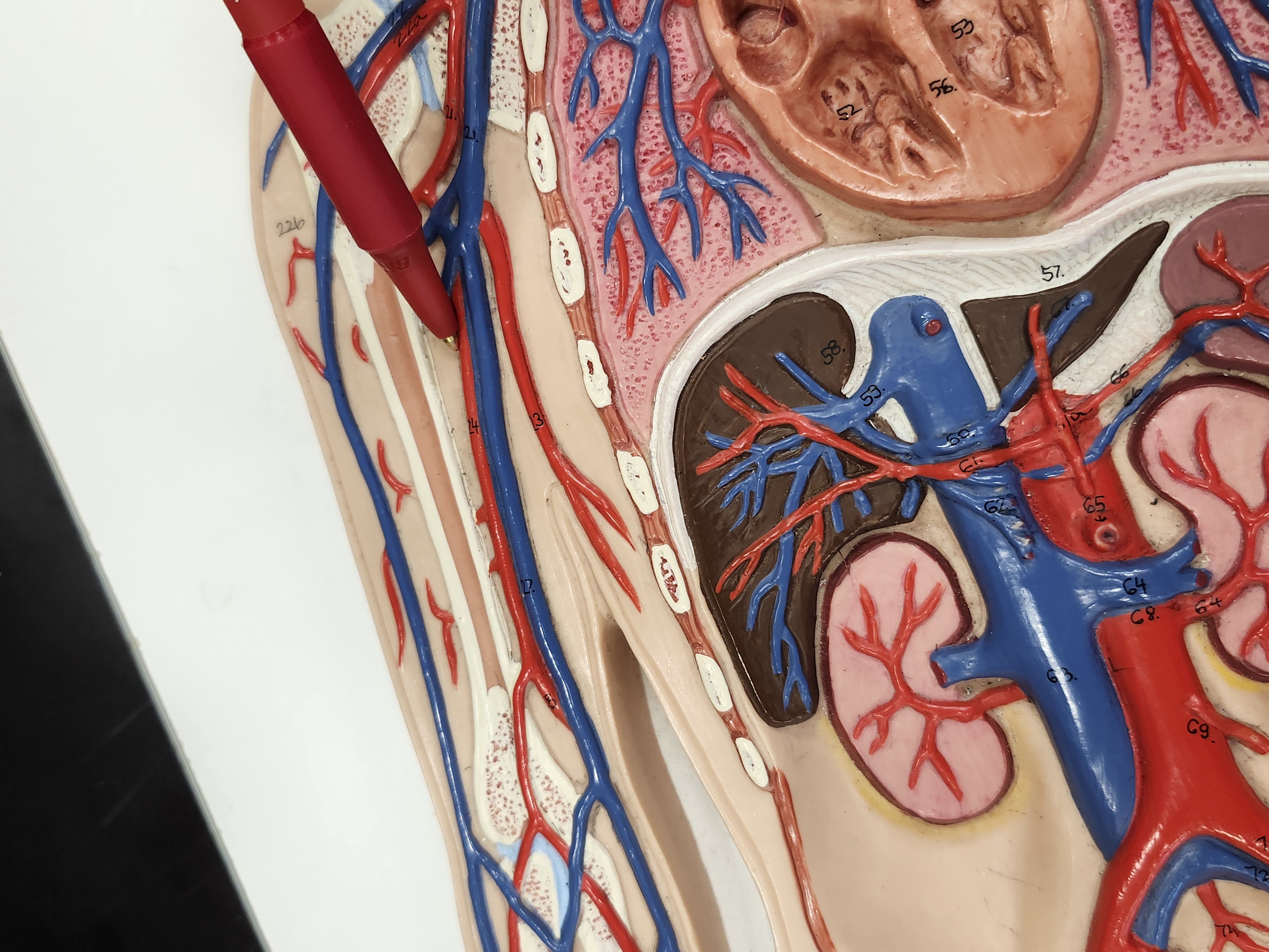 <p>Note: pointing past the armpit</p>