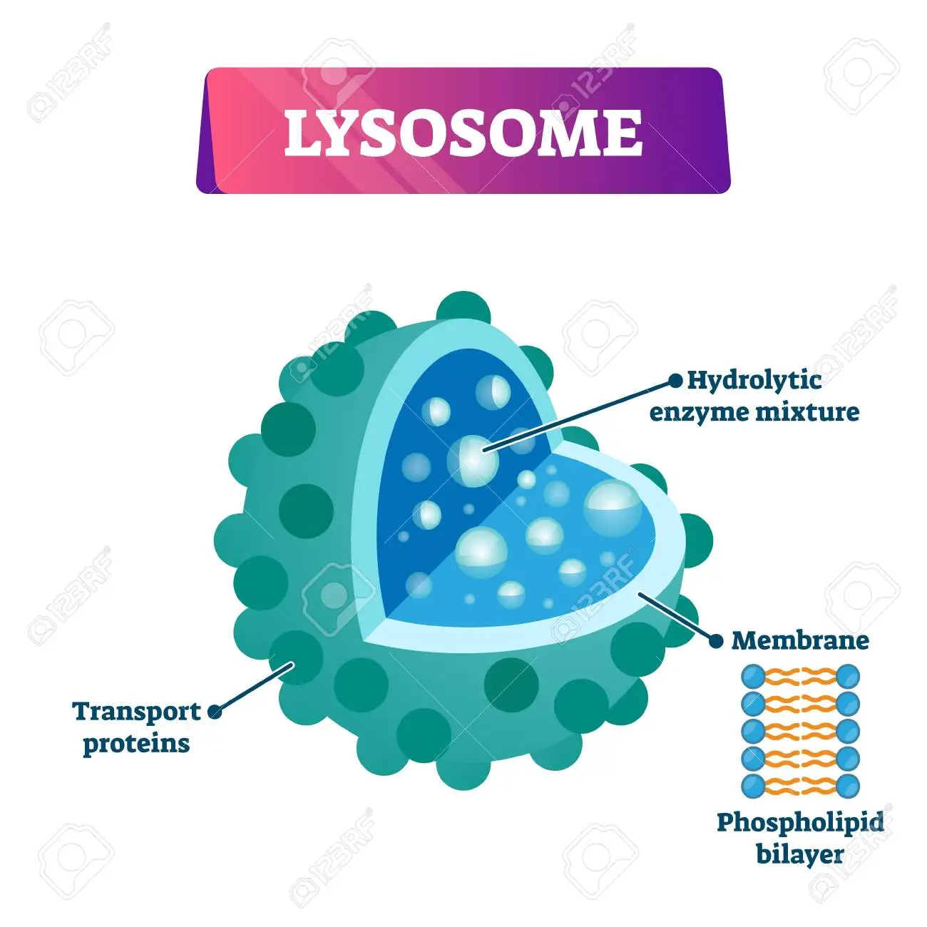 <p>lysosomes</p>