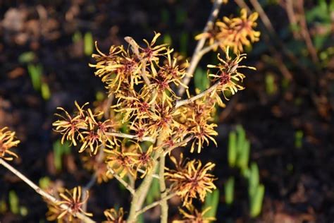 <p><strong>Witch hazel ‘Harry’</strong></p><p>Lifecycle, Use in the Garden, Seasonal Interest</p>