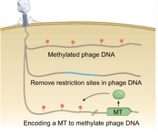 <ul><li><p>RM systems present in ~90% of bacterial genomes </p></li><li><p>Distinguish self from non-self DNA to recognize and destroy phage DNA after injection → DNA modifications at specific sequences </p></li><li><p>Involves methyltransferase (methylates DNA) and a restriction endonuclease (cleaves unmethylated sequence)</p></li><li><p>Phage DNA can </p><ul><li><p>Become methylated by the host (at random) </p></li><li><p>Remove restriction sites (target region) </p></li><li><p>Encode its own methyltransferase and methylate its genome</p></li></ul></li></ul><p></p>