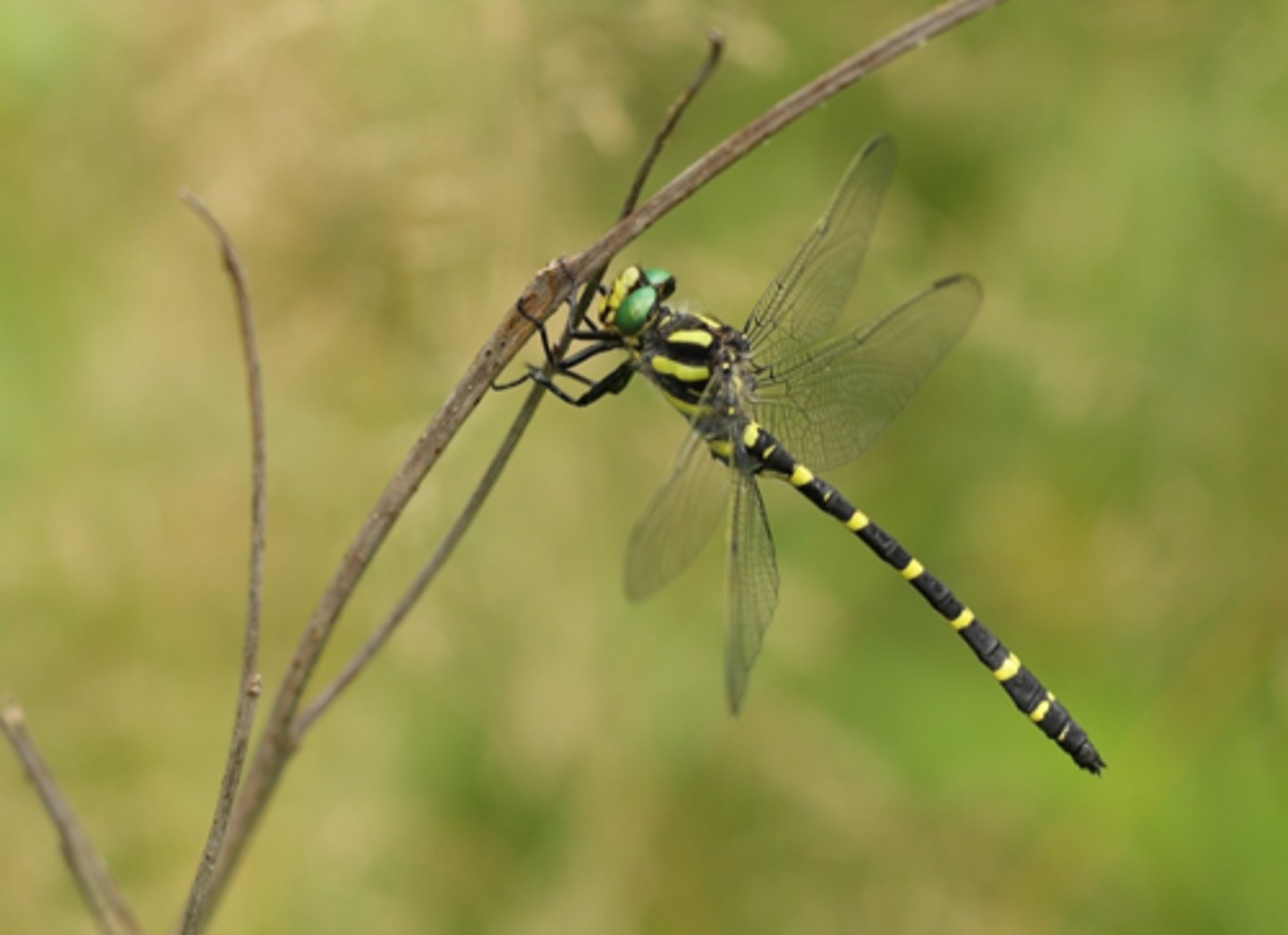 <p>ŘÁD- česky, latinsky</p><p>Podřád- česky, latinsky</p><p>Infrařád- /</p><p>Čeleď- /</p><p>Rod- česky</p><p>Druh- /</p>