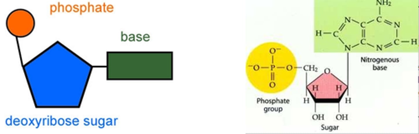 <p>General name for a nucleic acid monomer. Is made of a 5-carbon sugar (a phosphate group, and a nitrogenous base (specific examples: A,T,C,G,U)</p>