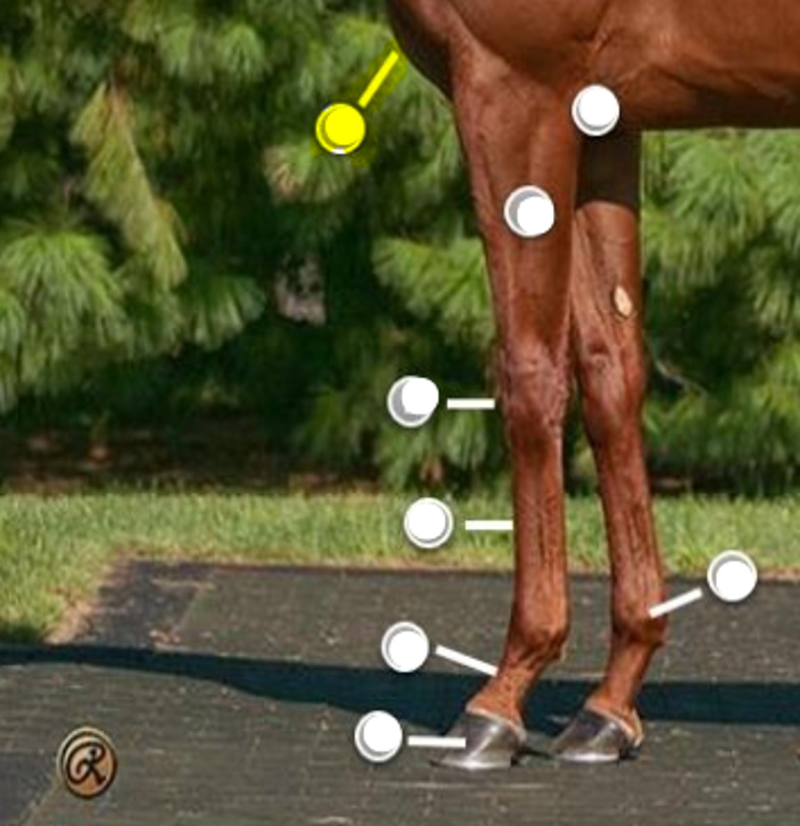 <p>What is body part is indicated on the image</p>