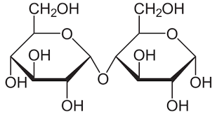 <ul><li><p>Two monosaccharides (sugars) linked together by a glycosidic bond.</p></li></ul><p></p>