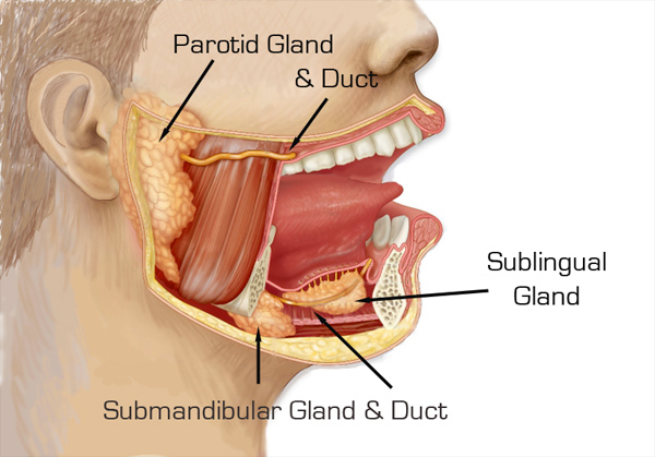 <p>Where is the sublingual duct?</p>