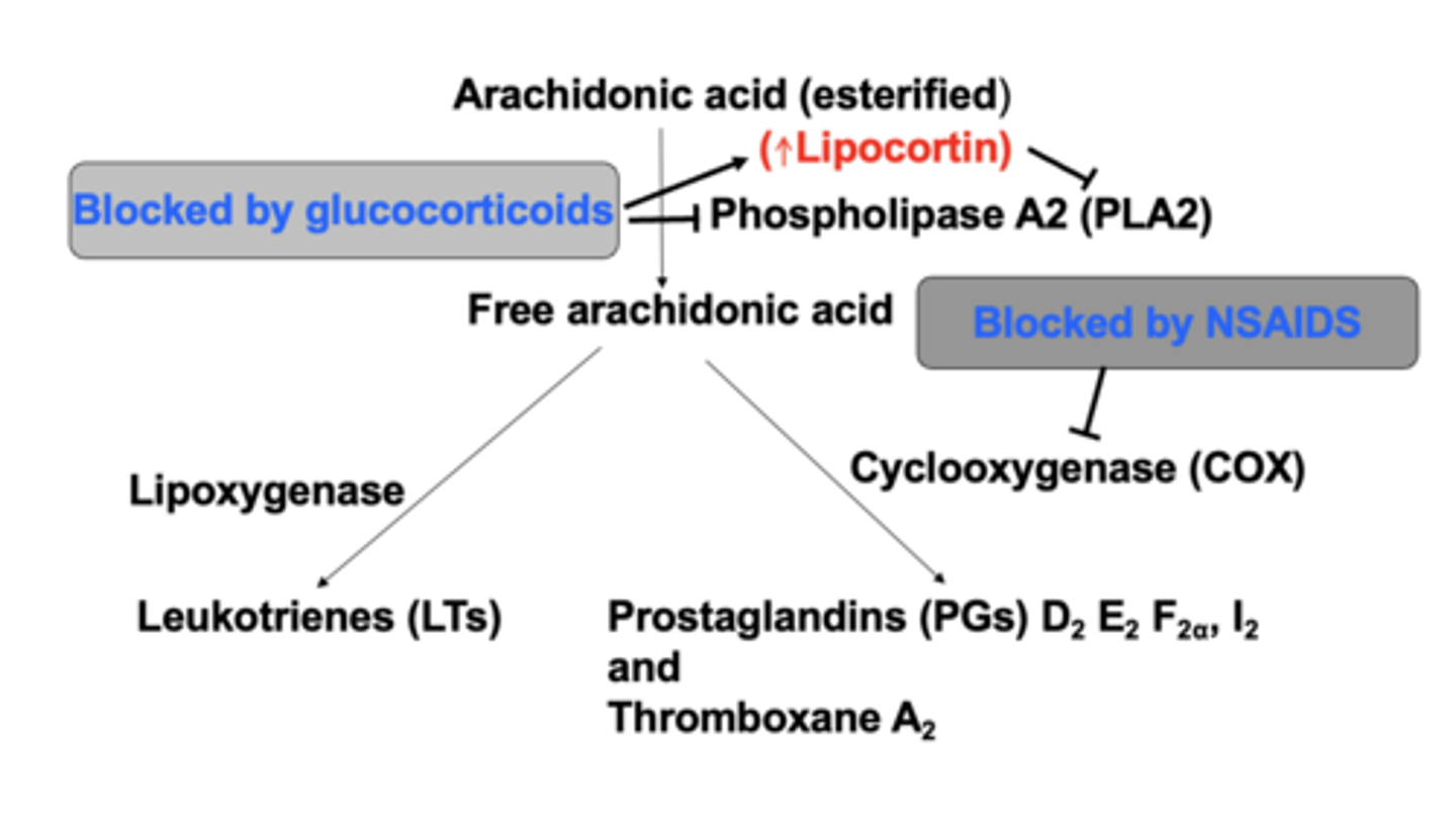 <p>glucocorticoid : inflammation</p>