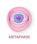 <p>The nucleus is gone, chromosomes meet in the middle and double.</p>