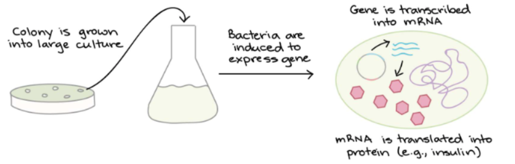 <p>Give the bacteria a chemical signal that instructs them to make the target protein</p><p>The bacteria serve as miniature “factories”</p><ul><li><p>e.g. Human insulin</p></li><li><p>Expressing human gene in bacteria</p></li></ul>