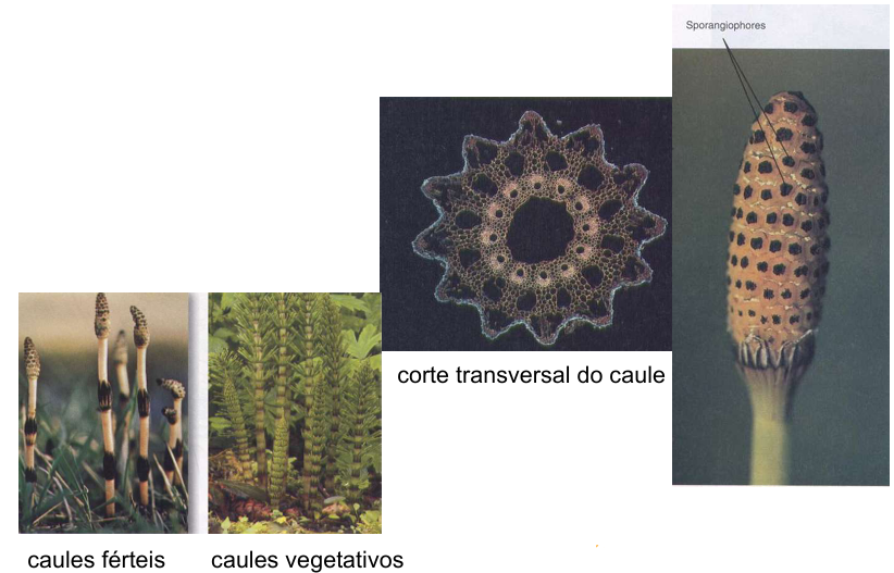 <p>São plantas com caules férteis e vegetativos.</p><p>Os esporângios ocorrem em grupos, elevados numa estrutura peltada (<mark data-color="red" style="background-color: red; color: inherit">esporangióforos</mark>) que por sua vez estão dispostos em espiral compacta (<mark data-color="red" style="background-color: red; color: inherit">estróbilo</mark>).</p>