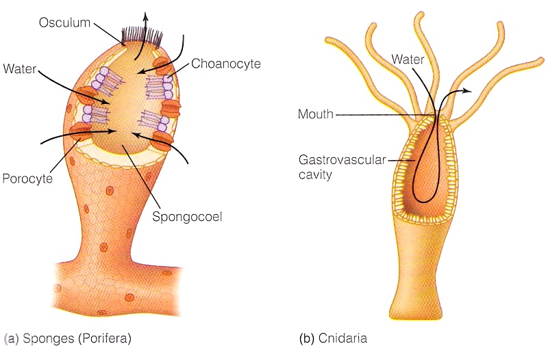 <p>each cell has direct contact with fluid</p>