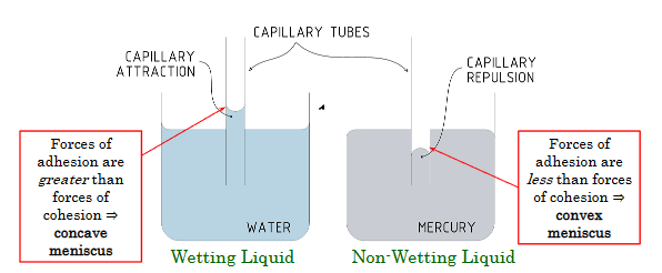 <p>Whether the forces of adhesion are less or greater than the forces of cohesion</p>