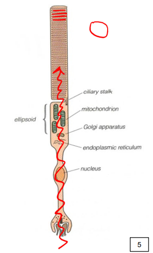 <ul><li><p>inner segment works as light guides</p></li><li><p>also contain metabolic and protein synthetic machinery’</p></li><li><p>the ellipsoid is the portion of the inner segment packed with mitochondria</p></li></ul><p></p>