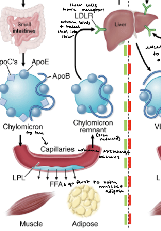 <p>Chylomicron remnant (with a now reduced size) will travel to liver cells. Liver cells have an LDLR which binds the apolipoproteins on the chylomicron remnant.</p>