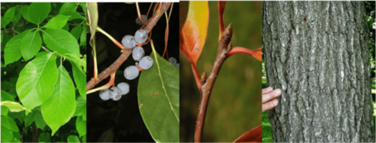 <p>Leaves: tiny, alternate, simple, obovate, acute to obtuse, cuneate or rounded, lustrous dark green above. Fall color can be a brilliant yellow to orange to scarlet to purple (multi-colored on some trees; like sweetgum only better). Random red leaves most of the year.</p><p>Twigs: tannish-red, smooth w/ 3 bundle scars/leaf scar; pith is white and diaphragmed (segmented). Corkiness from leaf scars near leaves. Contrasting white leaf scar with bud on top</p><p>Buds: ovate w/ 3-5 imbricate scales, each of which has a dark colored tip. </p><p>Flowers: primarily dioecious but not always. Can have seeds on "male" trees. </p><p>Fruit: ½" blue-black drupe on 1-2 in stalk. </p><p>Bark: nearly black on mature trees w/ thick blocky ridges (alligator hide?); golden brown inner bark. </p><p>Form/Silvics: best growth on moist alluvial soils, but very cosmopolitan and will grow on relatively dry, upland sites. Mature size: 50-60' tall, 24-36" dbh</p>