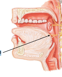 <p>IX. Glossopharyngeal Nerve</p>
