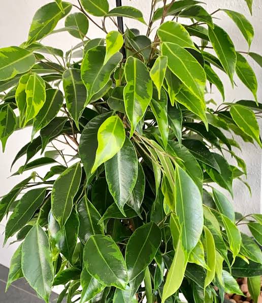 <p>Ficus benjamina</p>