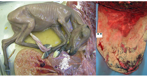<p>Cause of this abortion</p>