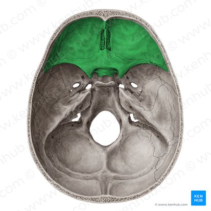 <p><strong>_____ Cranial Fossa</strong></p><p>• Crista galli and cribiform plate</p><p>– numerous tiny foramina transmit the olfactory nerves (CN I) from the olfactory areas of the nasal cavities to the olfactory bulbs of the brain, which lie on this plate</p>