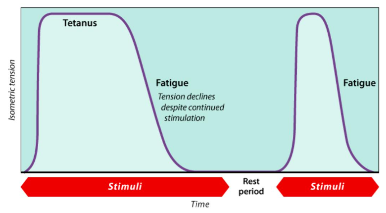 loss of ability to develop or maintain tension

faster fatigue in subsequent contractions (i.e., explains why the third set of an exercise is harder than the first)