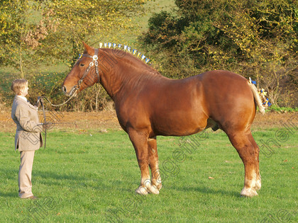 <ul><li><p>Suffolk, England</p></li><li><p>One of the oldest breeds</p><ul><li><p>Crisp’s horse of Ufford was the foundation stallion in 1768</p></li></ul></li><li><p>Short and strongly muscled forearms, thighs, upright shoulders, short and strong backs</p></li><li><p><span style="color: red"><strong>Smallest of draft horses</strong></span></p></li><li><p><span style="color: red"><strong>Desire of animal to please its master</strong></span></p><ul><li><p><span style="color: red"><strong>Possessed “Heart” : an inner determination to push on </strong></span></p></li><li><p><span style="color: red"><strong>Hitched to a tree and told to pull</strong></span></p></li></ul></li><li><p>Chestnut</p></li><li><p>15.2 - 16.2 hands</p></li><li><p>1,500 - 1,900 lbs</p></li></ul><p></p>