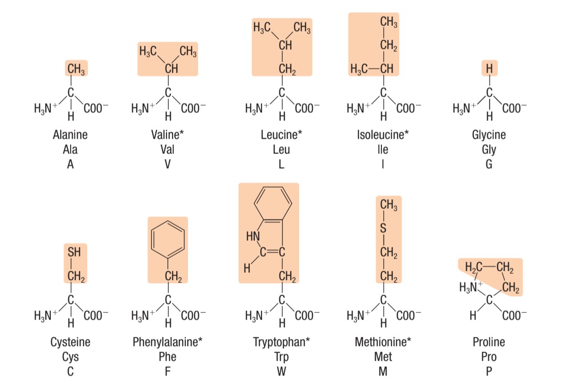 <p>non-polar amino acids</p>