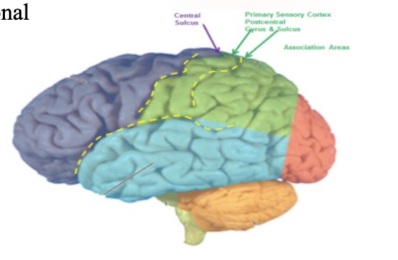 <p>Found in the <strong>posterior parietal cortex</strong>, where touch (somatic) and visional sensations combine</p>