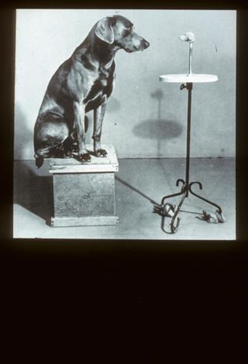 <p>You are talking about a dog,</p>