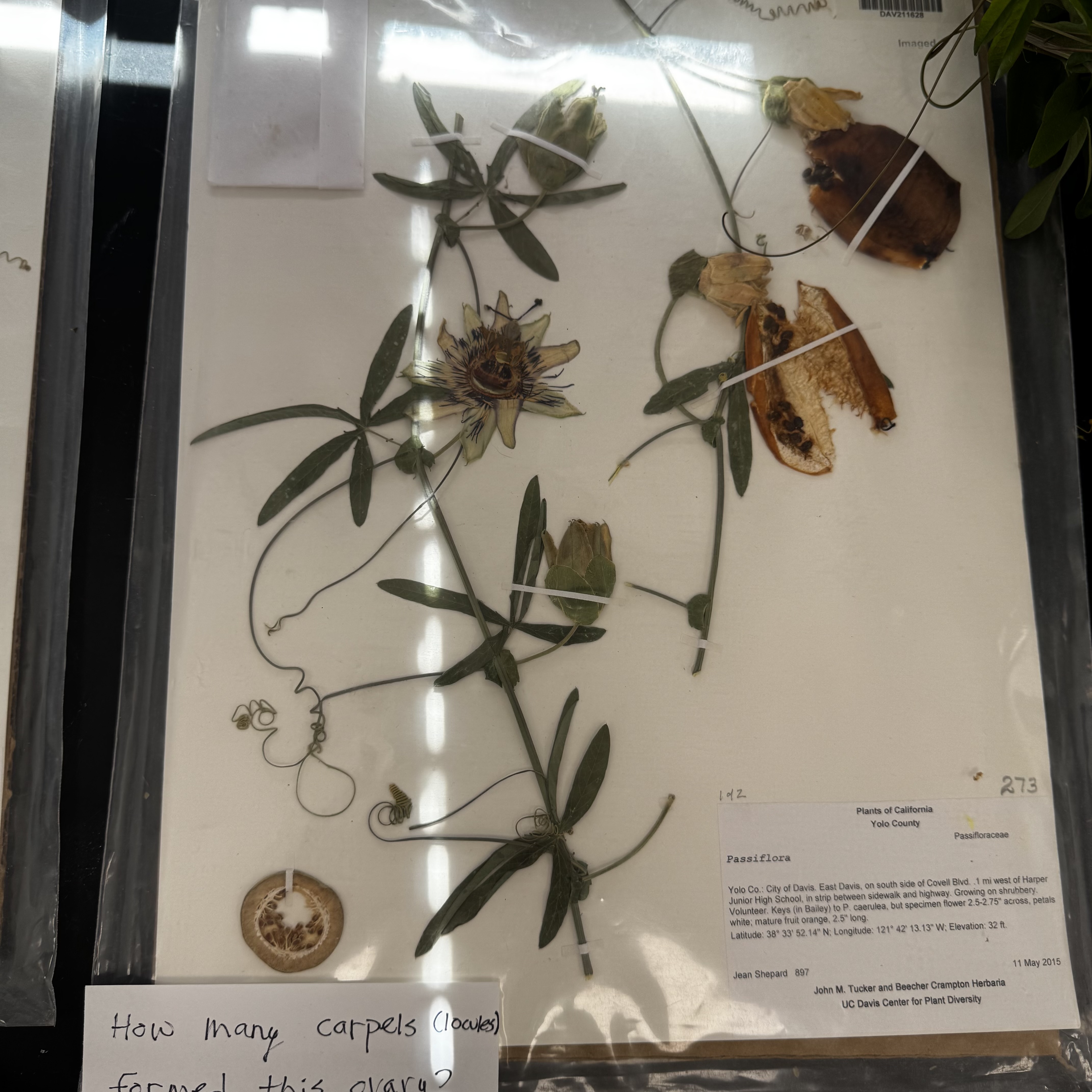 <p>What order, family, and genus?</p>