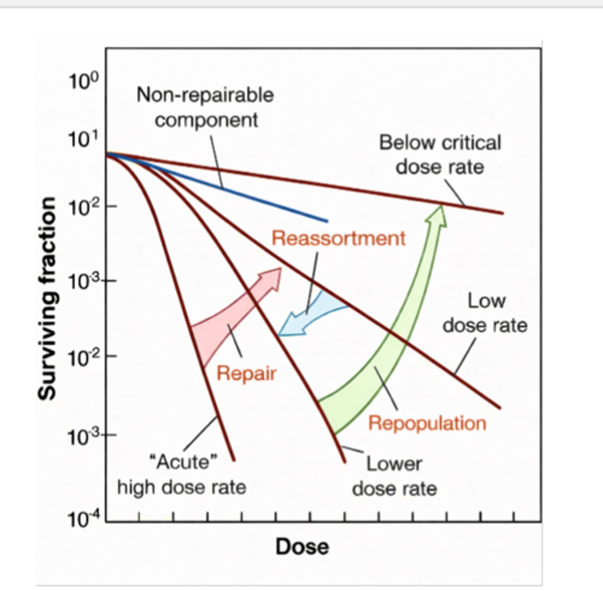 <p>Lowering the dose rate cana trrigger a reassortment sensitivity in some cells</p>