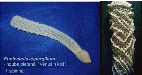 <p>Euplectella aspergillum - houba pletená, "Venušin koš", hlubinná</p>