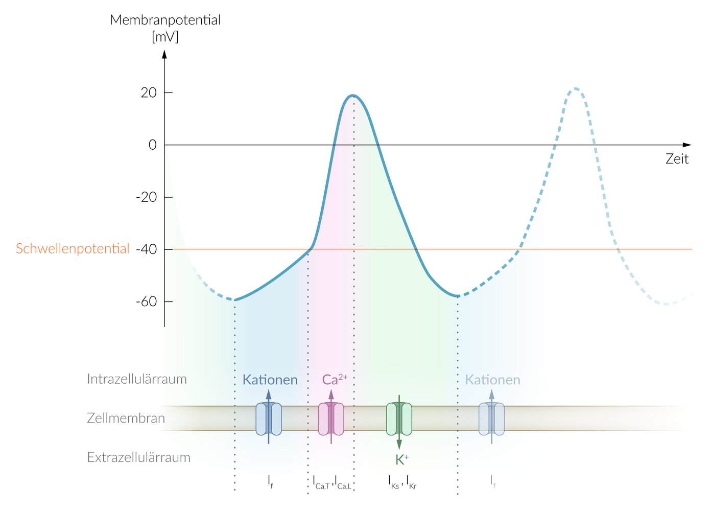 <p>B. K⁺ channels</p>