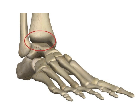 <p>Talocrural joint</p>