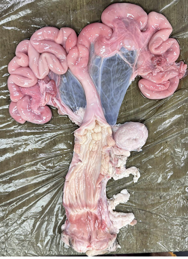 <p>Identify the specie where these organs came from</p>
