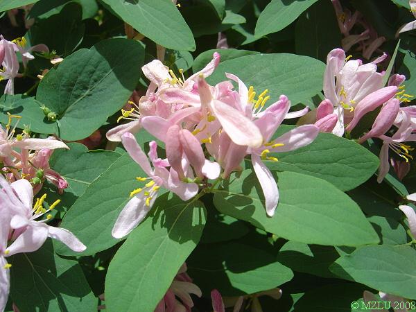 <p><span>zimolez tatarský&nbsp;&nbsp;&nbsp;&nbsp;&nbsp;&nbsp;&nbsp;&nbsp;&nbsp;&nbsp;&nbsp;&nbsp;&nbsp;&nbsp;&nbsp;&nbsp;&nbsp;&nbsp;</span></p>