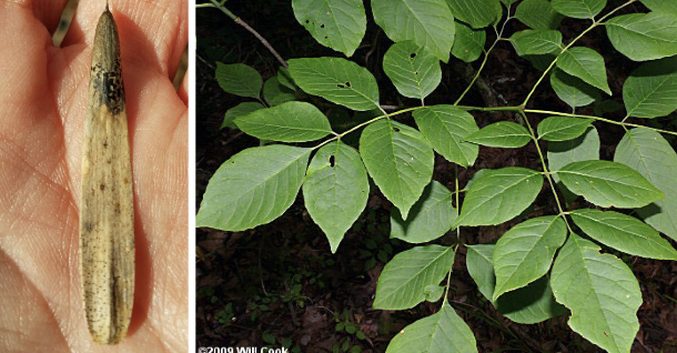 <p>Family<br>Genus<br>Species<br>Common Name</p>