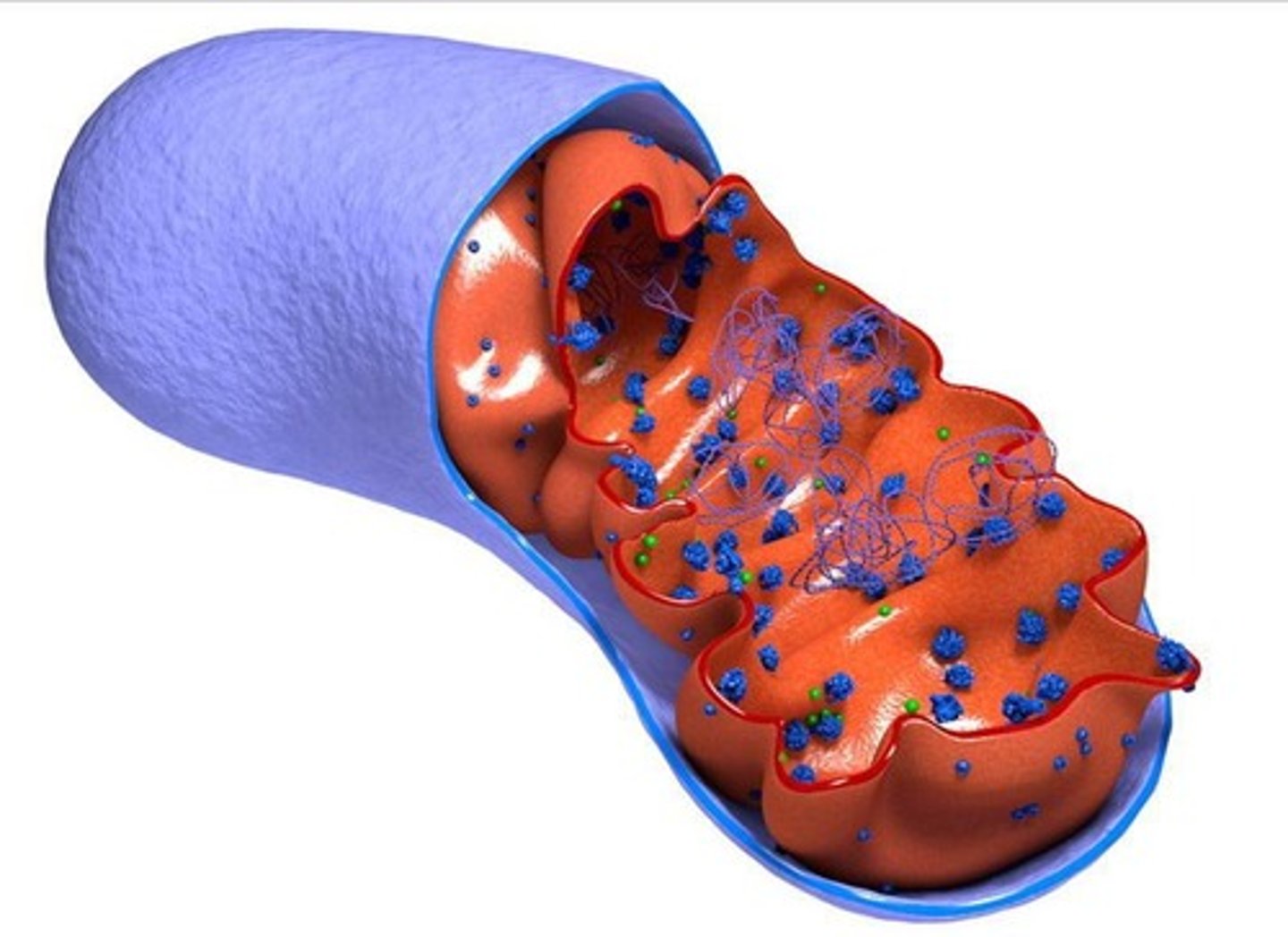 <p>Double membrane-bound organelle for aerobic respiration.</p>